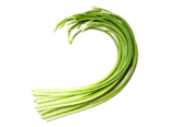 Allium sativum - Garlic Shoots.png