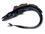 Aphanopus carbo - Black Scabbardfish.png