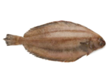 Glyptocephalus cynoglossus - Witch Flounder.png