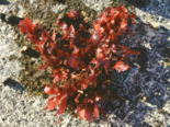Phycodrys rubens - Sea Oak.png
