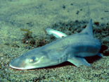 Mustelus mustelus - Common Smooth Hound.png