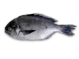Schedophilus ovalis - Imperial Blackfish.png