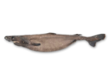 Somniosus microcephalus - Greenland Shark.png