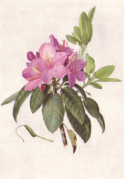 Botanical Journal Adisonia - Painting of Mountain American Rhododendron by Mary Emily Eaton.png