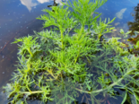 Ceratopteris thalictroides - Water Fern.png