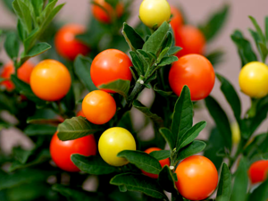 Fruit of Solanum pseudocapsicum.png