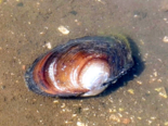 Sinanodonta woodiana - Chinese Pond Mussel.png
