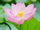 Nelumbo nucifera - Lotus Flower.png