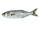 Pomatomus saltatrix - Bluefish.png