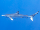 Prionace glauca - Blue Shark.png