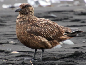 Rissa tridactyla - Kittiwake.png