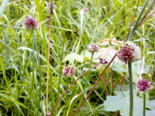 Allium oleraceum - Field Garlic.png