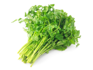 Aquatic Vegetables - Watercress.png