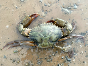 Scylla serrata - Mud Crab.png