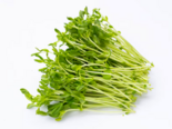 Pisum sativum - Pea Sprouts.png