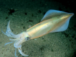 Loligo vulgaris - European Squid.png