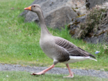 Anser anser - Greylag Goose.png