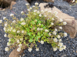 Cochlearia officinalis - Common Scurvy Grass.png