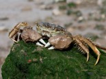Eriocheir sinensis - Chinese Mitten Crab.png