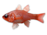 Apogon imberbis - Cardinal Fish.png