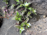 Cerastium fontanum - Common Mouse Eear Chickweed.png