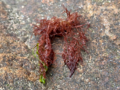 Ahnfeltia plicata - Landlady's Wig.png