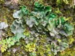 Peltigera leucophlebia - Ruffled Freckled Pelt Lichen.png