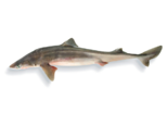 Squalus acanthias - Spiny Dogfish.png