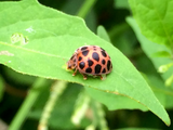 微生物殺菌剤