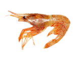 Pandalus montagui - Aesop Shrimp.png