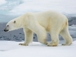 Ursus maritimus - Polar Bear.png
