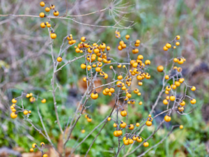 Fruit of Solanum elaeagnifolium.png