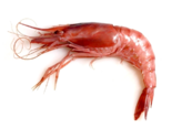 Haliporoides triarthrus - Knife Shrimp.png