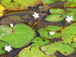 Nymphoides hydrophyllum - Crested Floating Heart.png