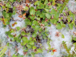 Salix herbacea - Dwarf Willow.png