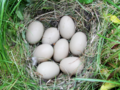 Aythya fuligula - Tufted Duck Egg.png