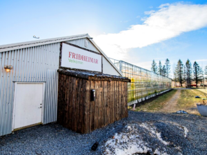 Icelandic Tomato Farms - Friðheimar.png