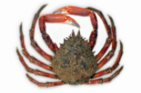 Maja brachydactyla - Spinous Spider Crab.png