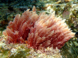 Asparagopsis taxiformis - Red Sea Plume.png