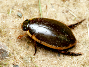 Cybister lewisianus - Lewis's diving beetle.png