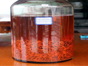 Goji Berry Wine of the Chinese Herbal Medicine.png