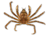 Hyas araneus - Atlantic Lyre Crab.png