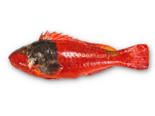 Sparisoma cretense -（Female）Mediterranean Parrotfish.png