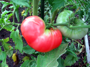 Heirloom Tomato - Ponderosa.png