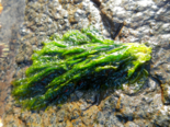 Monostroma grevillei - Green Laver.png