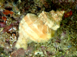 Hexaplex trunculus - Banded Dye Murex.png