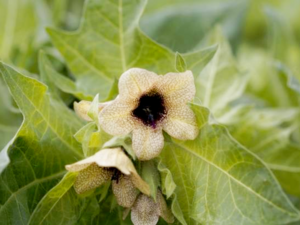 Hyoscyamus flowers.png