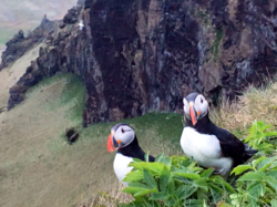 Iceland -（Reynisfjall）Atlantic Puffin on the Cliffs.png