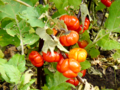 Fruit of Solanum aethiopicum.png