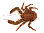 Galathea strigosa - Blue Striped Squat Lobster.png